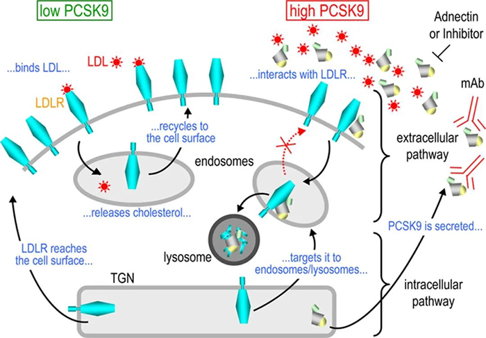 PCSK9-诱导-LDL-R-降解的细胞内外途径的示意图.png