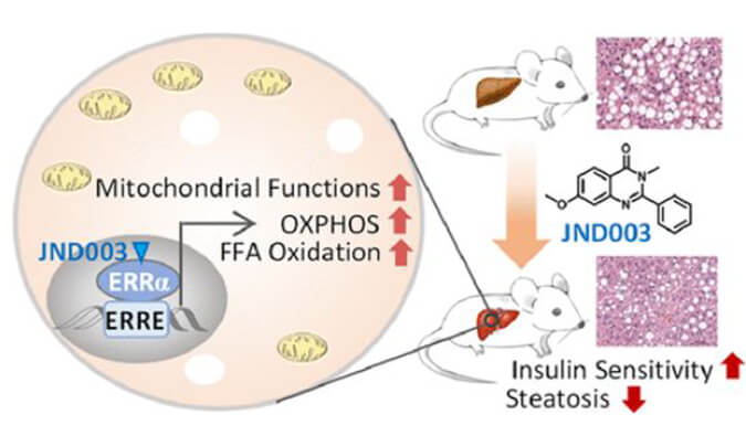 JND003是一种新型选择性ERRα激动剂，可缓解非酒精性脂肪肝和胰岛素抵抗，PK和组织分布测定通过金沙娱场进行