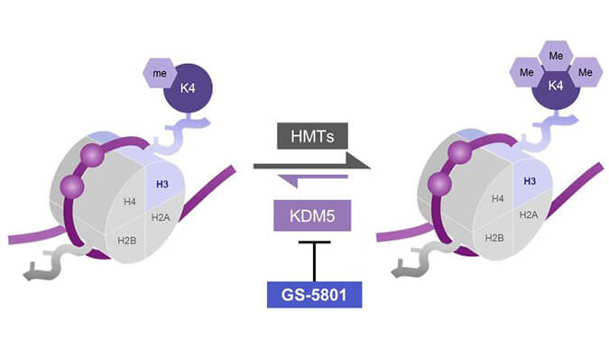 GS-5801是一种有效的KDM5抑制剂，具有抗HBV活性，GS-5801通过金沙娱场合成