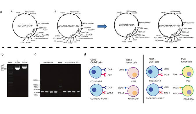 CAR-T疗法主要针对白血病与恶性淋巴瘤，此研究中构建沉默PD-1的shRNA载体质粒，测序后质粒的鉴定通过金沙娱场进行